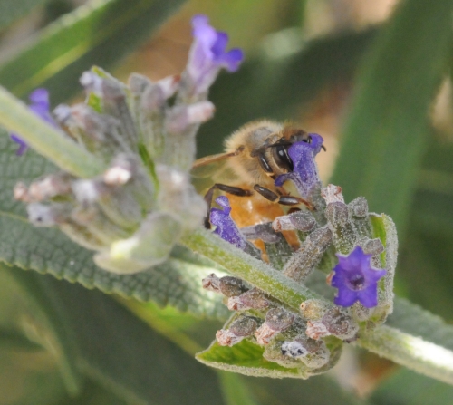 A honey bee visiting a Russian sage seems to be wearing a new hat. (Photo by Kathy Keatley Garvey)