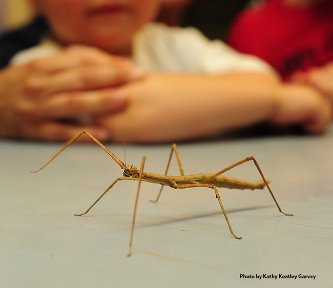 A stick insect, aka walking stick, at the Bohart Museum of Entomology. (Photo by Kathy Keatley Garvey)