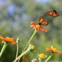 First in a series of photos taken in 2016: Two monarchs meet in a Tithonia patch in Vacaville, Calif. (Photo by Kathy Keatley Garvey)