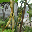 The cowpea (Vigna unguiculata) is one of the oldest plants to be farmed. This is a black-eyed pea, a cowpea cultivar. (Wikipedia photo)