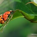 Lady beetles, aka ladybugs, keeping busy. (Photo by Kathy Keatley Garvey)