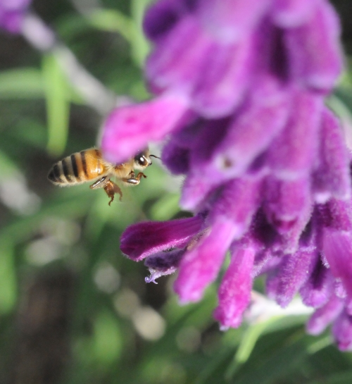 A honey bee aims straight for the Russian sage. Her eye catches the photographer. Who's more focused? The bee or the photographer? (Photo by Kathy Keatley Garvey)