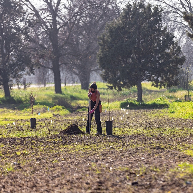 Urban Tree Stewardship (UTS) co-coordinator Alicia Aroche working in the Texas Tree Trials project in the Arboretum and Public Garden. (Photo courtesy of the UC Davis Arboretum and Public Garden)