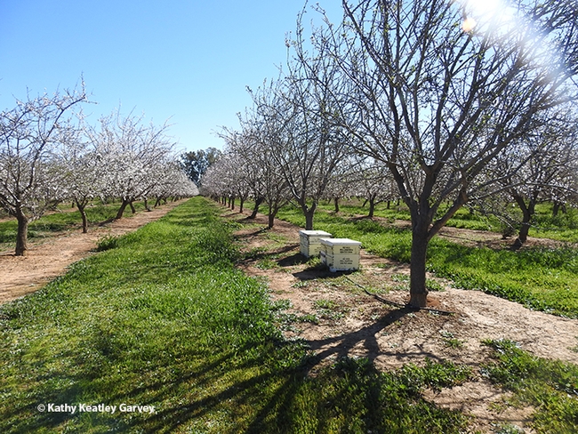 A brilliant day in an Esparto almond orchard on Feb. 16. (Photo by Kathy Keatley Garvey)