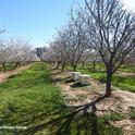 A brilliant day in an Esparto almond orchard on Feb. 16. (Photo by Kathy Keatley Garvey)
