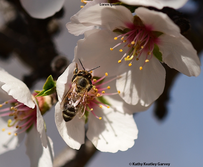 A honey bee pollinating an almond blossom in Esparto. (Photo by Kathy Keatley Garvey)