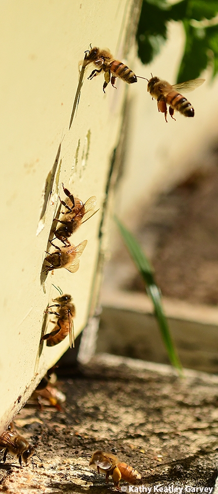 Honey bees entering their colony. (Photo by Kathy Keatley Garvey)