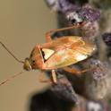 Lygus bug (Lygus hesperus) is a major agricultural pest. (Photo by Kathy Keatley Garvey)
