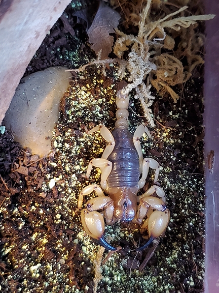 Annie, the scorpion, under natural light. She is a Anuroctonus pococki. (Photo by Emma Jochim)