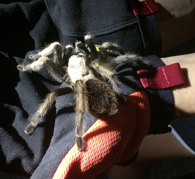 Doctoral candidate Lacie Newton collected this tarantula, Aphonopelma chalcodes, from the Superstition Mountains near Phoenix. (Photo by Lacie Newton)