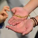 The wonder of a stick insect, aka walking stick, at the Bohart Museum of Entomology. (Photo by Kathy Keatley Garvey)
