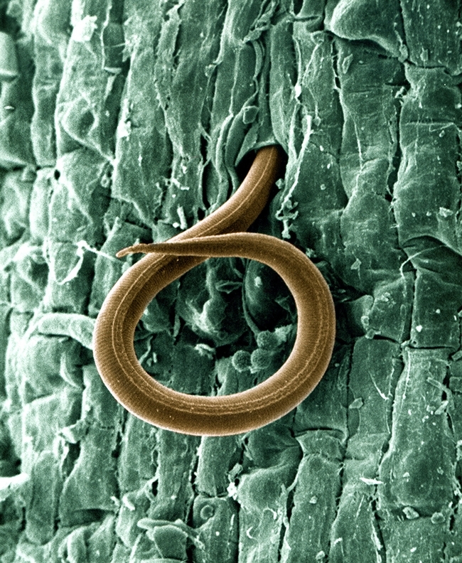 A juvenile root-knot nematode (Meloidogyne incognita) penetrates a tomato root.  (USDA Photo, Courtesy of Wikipedia)