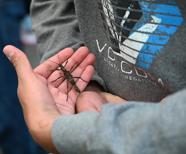 Hands cradled stick insects in the Bohart Museum of Entomology/Jason Bond lab booth at the UC Davis Biodiversity Museum Day. (Photo by Kathy Keatley Garvey)