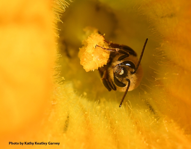 A squash bee, Peponapis pruinosa, pollinating a squash. (Photo by Kathy Keatley Garvey)