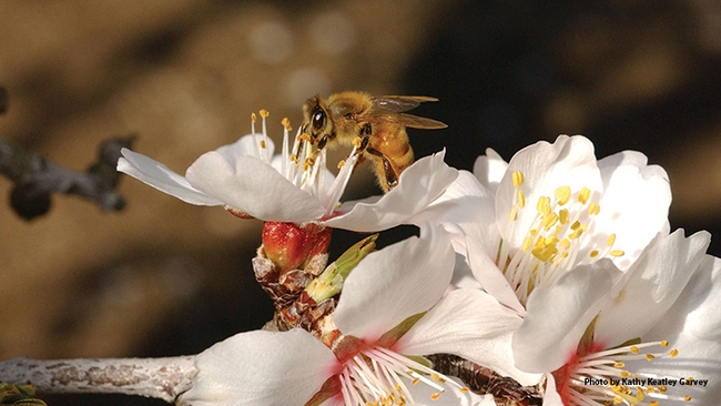 A honey bee, Apis mellifera, foraging on an almond blossom. (Photo by Kathy Keatley Garvey)