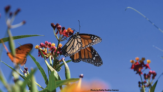 A monarch butterfly, Danaus plexippus, nectaring on milkweed, its host plant. (Photo by Kathy Keatley Garvey)