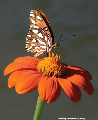 The Gulf Fritillary, Agraulis vanillae, is making a comeback in the Sacramento area. (Photo by Kathy Keatley Garvey)