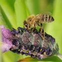 Honey bee nectaring lavender. (Photo by Kathy Keatley Garvey)