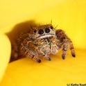 A jumping spider on a yellow rose peers at the photographer. (Photo by Kathy Keatley Garvey)
