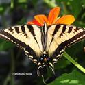 A newly emerged Western tiger swallowtail, Papilio rutulus, an image taken in 2021. (Photo by Kathy Keatley Garvey)