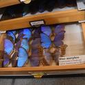 Butterfly collections, like the Morpho displays, are a popular attraction at the Bohart Museum of Entomology. (Photo by Kathy Keatley Garvey)