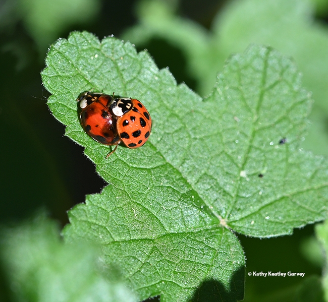 Two multicolored Asian lady beetles who found one another. Well, call that a lady beetle and a gentleman beetle. (Photo by Kathy Keatley Garvey)