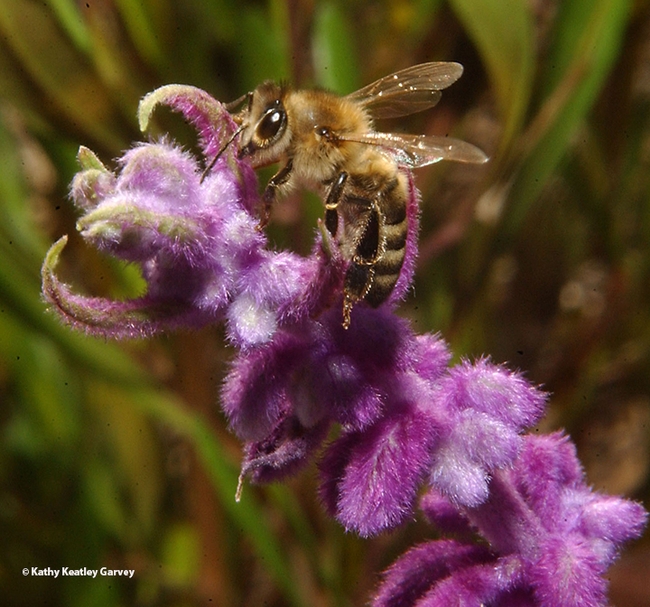 Bees will be among the spring seminar topics hosted by the UC Davis Department of Entomology and Nematology. UC Irvine faculty member Tobin Hammer will speak on 