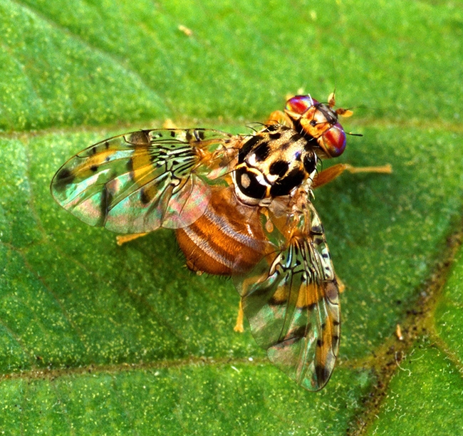The Mediterranean fruit fly will be the topic of UC Davis distinguished professor James R. Carey's seminar on May 25. (Photo by Scott Bauer, U.S. Department of Agriculture)