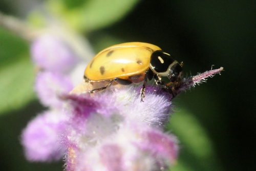 A yellow ladybug on sage. The ladybug (ladybird beetle) is a beneficial insect. (Photo by Kathy Keatley Garvey)