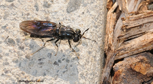 Do you know the common name of Hermetia illucens, a dipteran? Black soldier fly. (Photo by Kathy Keatley Garvey)