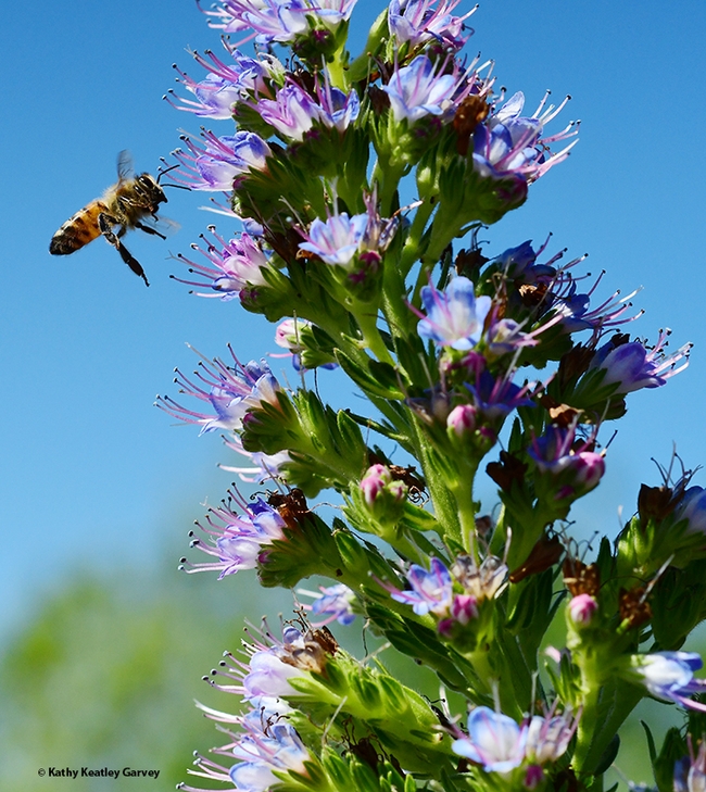 A honey bee heading for the Pride of Madeira, Echium candicans, in the pollinator gardens of Z Specialty Food, Woodland. (Photo by Kathy Keatley Garvey)