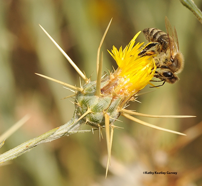 Ishai Zeldner loved starthistle honey; his business began with this varietal. Here a honey bee forages on a starthistle, a weed loved by beekeepers but hated by farmers. (Photo by Kathy Keatley Garvey)