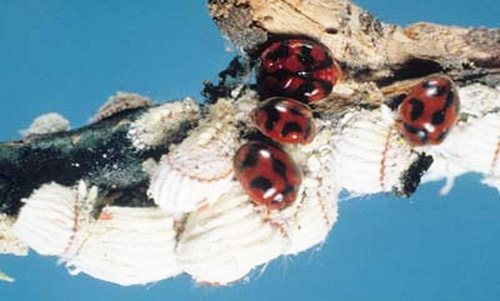 Adult vedalia beetles, Rodolia cardinalis, feeding on cottony cushion scale, Icerya purchasi. (Photograph courtesy of the  Division of Plant Industry.)
