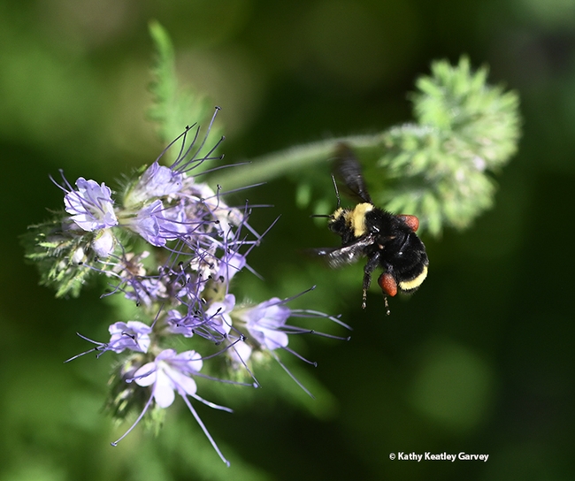 Packing red pollen, this yellow-faced bumble bee targets another  Phacelia blossom. (Photo by Kathy Keatley Garvey)