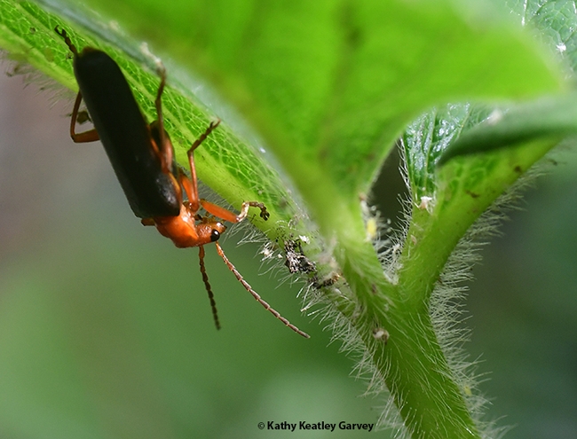A soldier beetle seeking aphids and other soft-bodied insects on a strawberry plant. (Photo by Kathy Keatley Garvey)