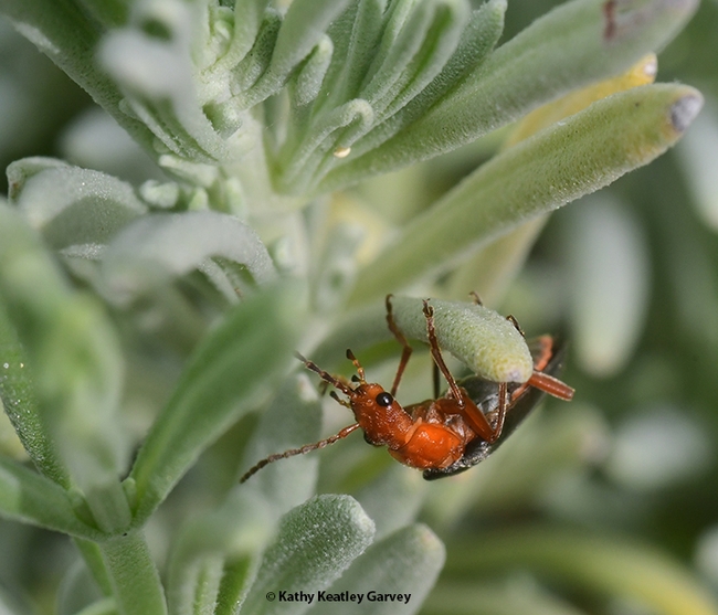 Here an aphid, there an aphid...A soldier beetle on patrol. (Photo by Kathy Keatley Garvey)
