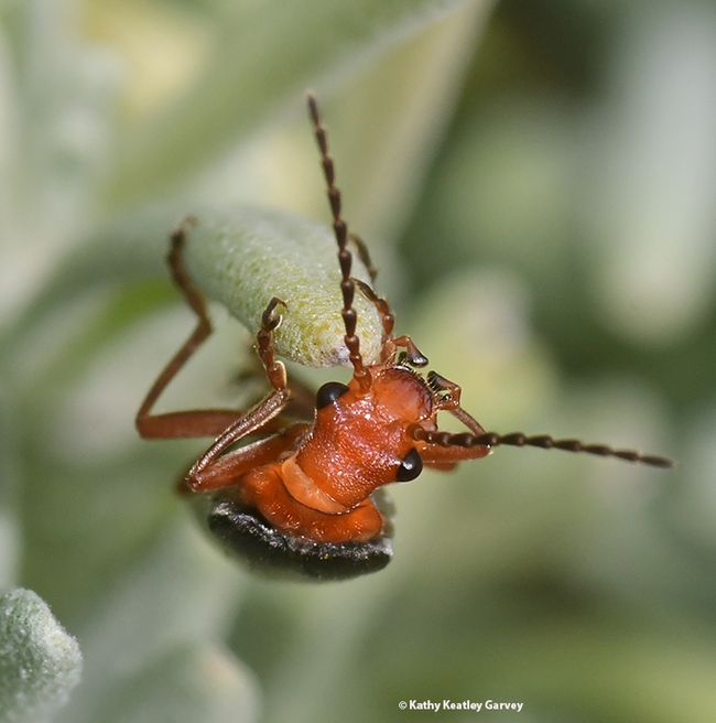 This image shows the soldier beetle's 11-segmented antennae. (Photo by Kathy Keatley Garvey)