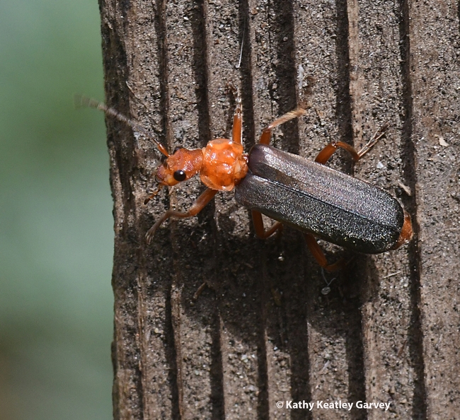 A quick flight to a fence post and then the soldier beetle prepares to leave. (Photo by Kathy Keatley Garvey)