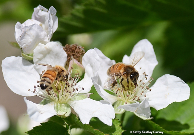 Two honey bees foraging on berry blossoms at the UC Davis Ecological Garden at the Student Farm. (Photo by Kathy Keatley Garvey)