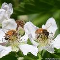 Two honey bees foraging on berry blossoms at the UC Davis Ecological Garden at the Student Farm. (Photo by Kathy Keatley Garvey)
