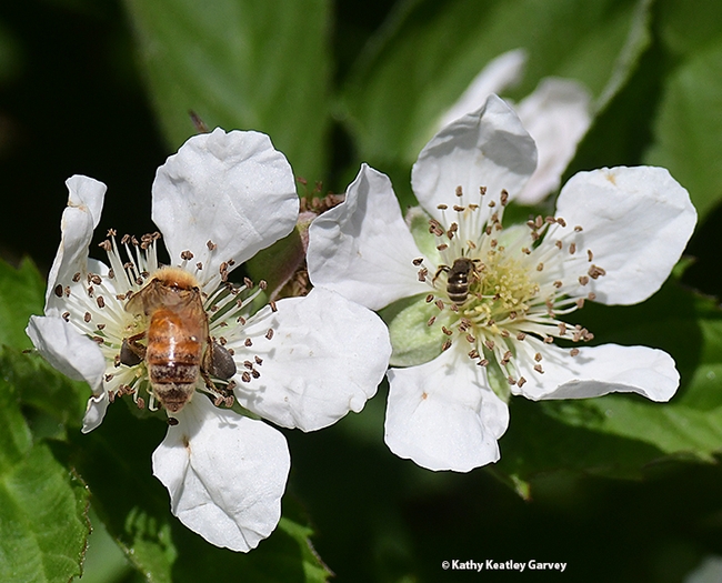 A honey bee and a native bee seeking the nectar at the base of the berry blossoms. (Photo by Kathy Keatley Garvey)