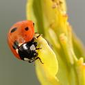 Ladybug, aka lady beetle, searching for aphids. (Photo by Kathy Keatley Garvey)