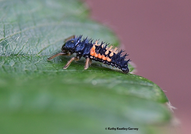 Side view of a lady beetle (aka ladybug) larva. (Photo by Kathy Keatley Garvey)