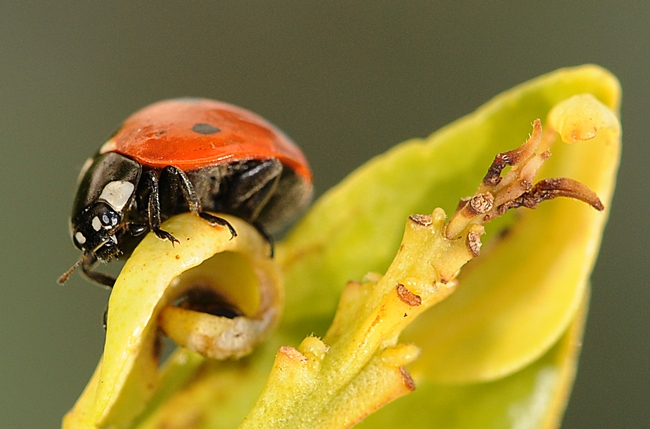 A ladybug on the prowl. (Photo by Kathy Keatley Garvey)