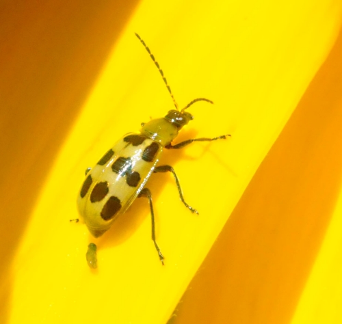 The spotted cucumber beetle is a pest. It's often seen on plants in the squash family. (Photo by Kathy Keatley Garvey)