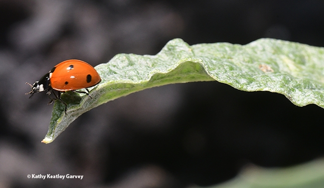 This lady beetle, aka ladybug, appears to ponder its next move. (Photo by Kathy Keatley Garvey)