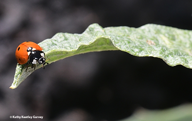 The ladybug decides to back up a bit. (Photo by Kathy Keatley Garvey)