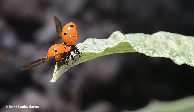 Watch me go! A ladybug unfolds its wings and is ready for take-off. (Photo by Kathy Keatley Garvey)