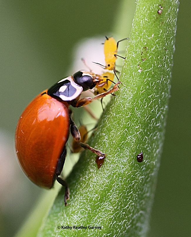 A lady beetle, aka ladybug, devouring aphids in a Vacaville garden. (Photo by Kathy Keatley Garvey)