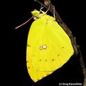 This is the female California dogface butterfly, photographed by Greg Kareofelas, a Bohart Museum of Entomology asociate.